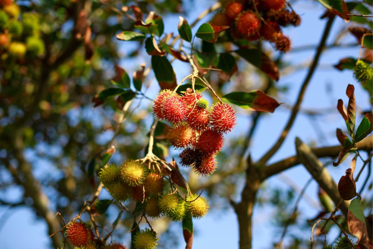 Rambutan